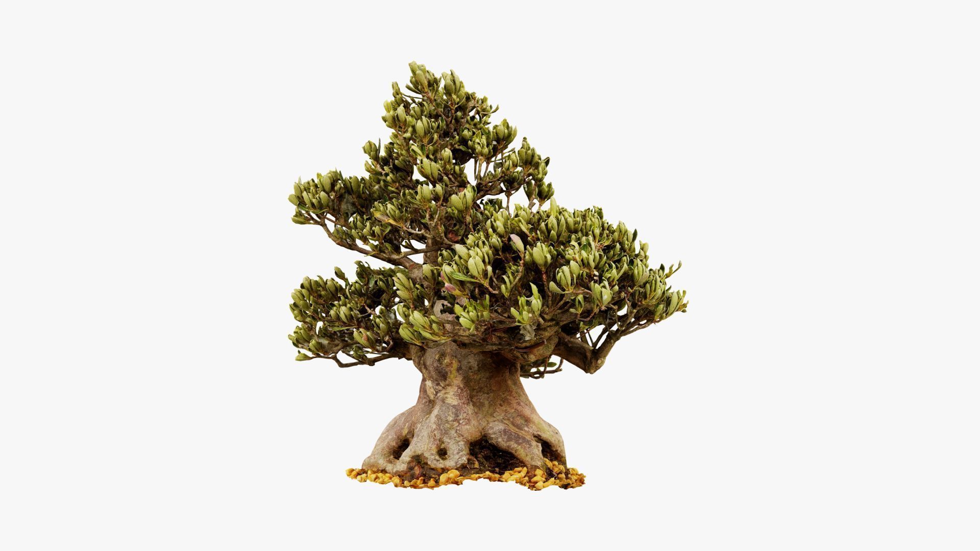 Enchanted Tree 5 3D model_16