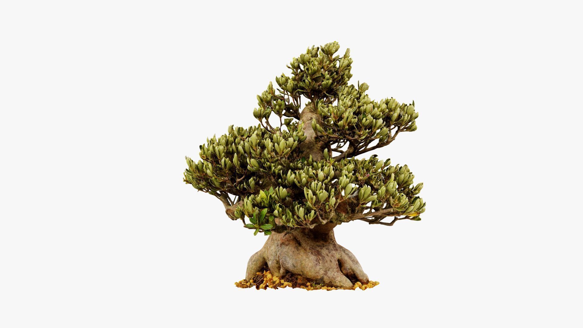 Enchanted Tree 5 3D model_10