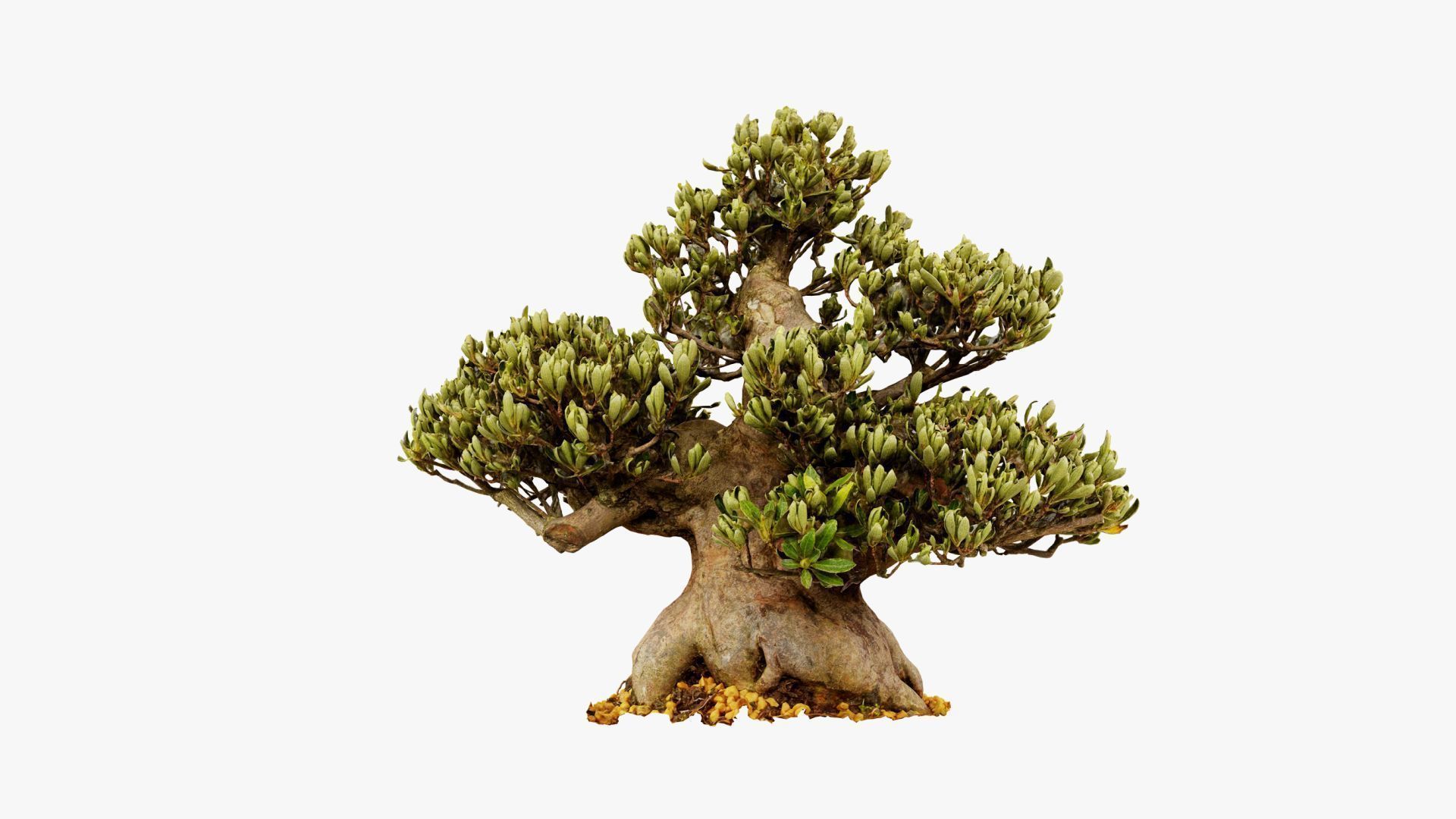 Enchanted Tree 5 3D model_11