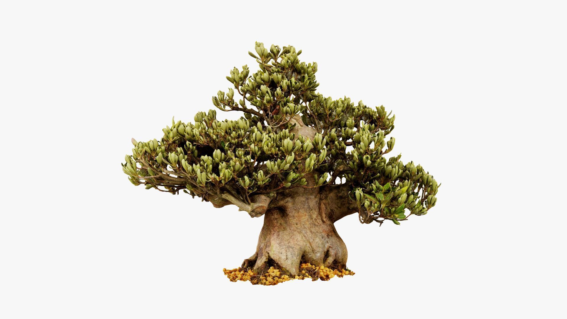 Enchanted Tree 5 3D model_13