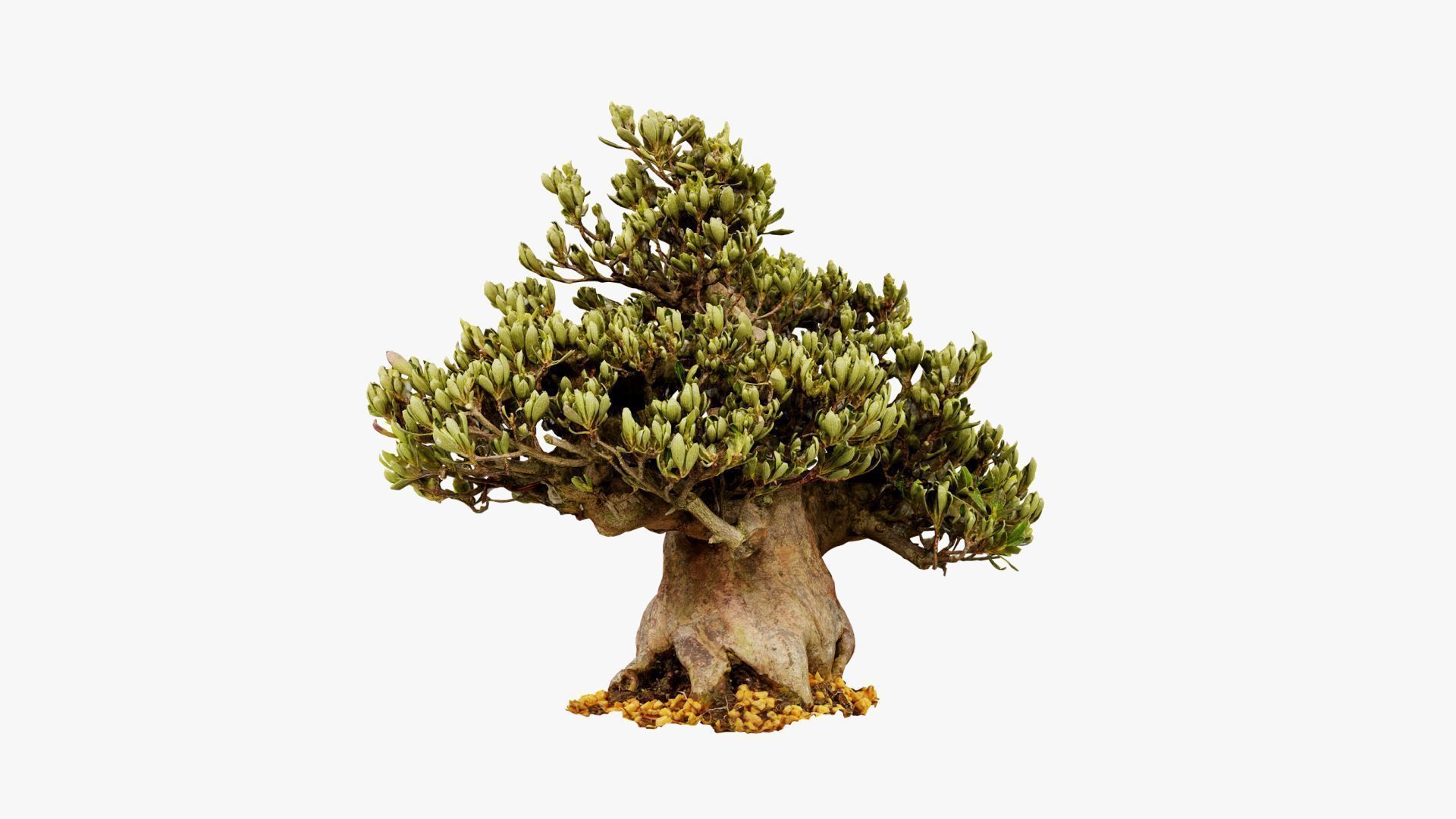 Enchanted Tree 5 3D model_14