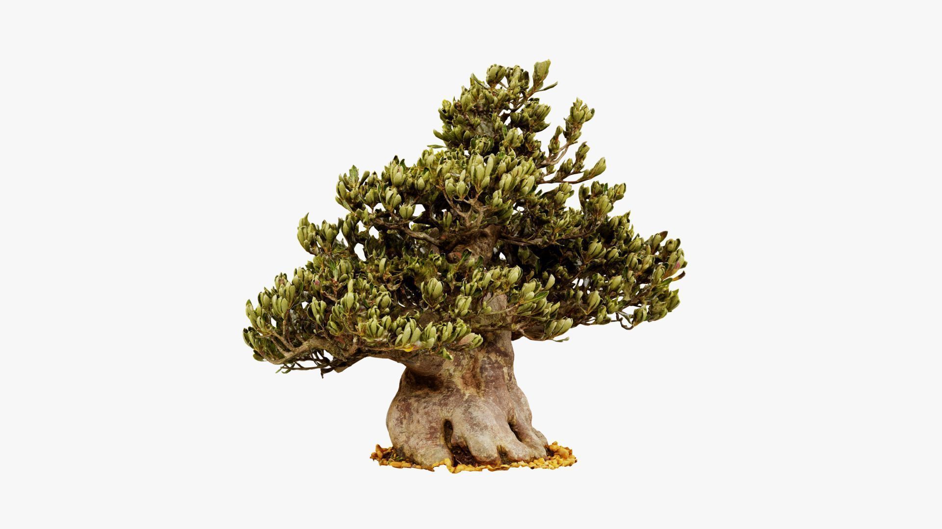 Enchanted Tree 5 3D model_8