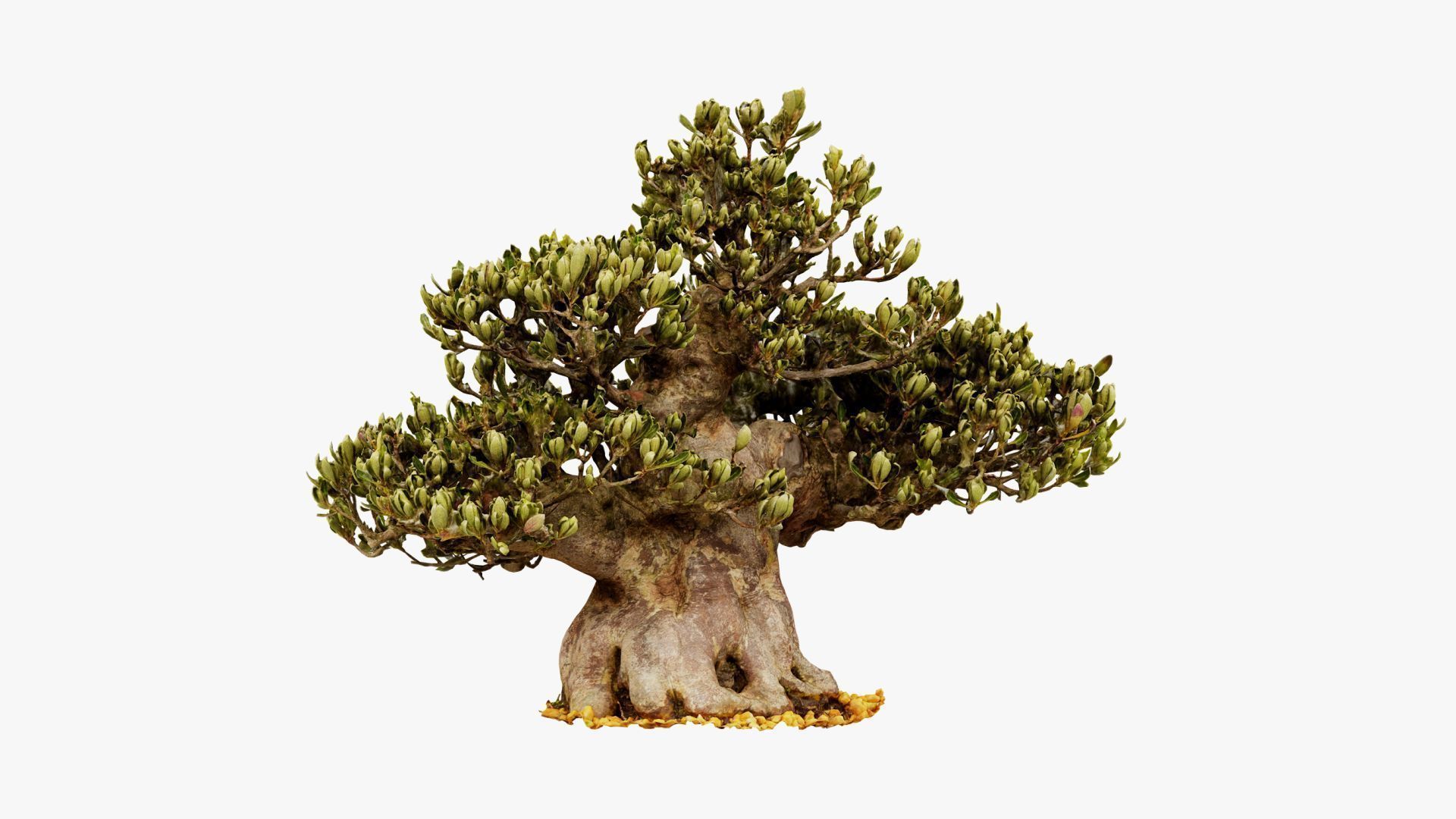 Enchanted Tree 5 3D model_7