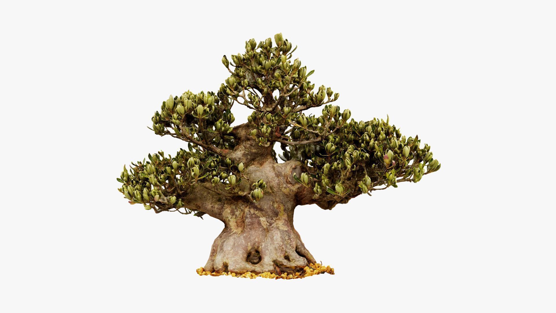 Enchanted Tree 5 3D model_6