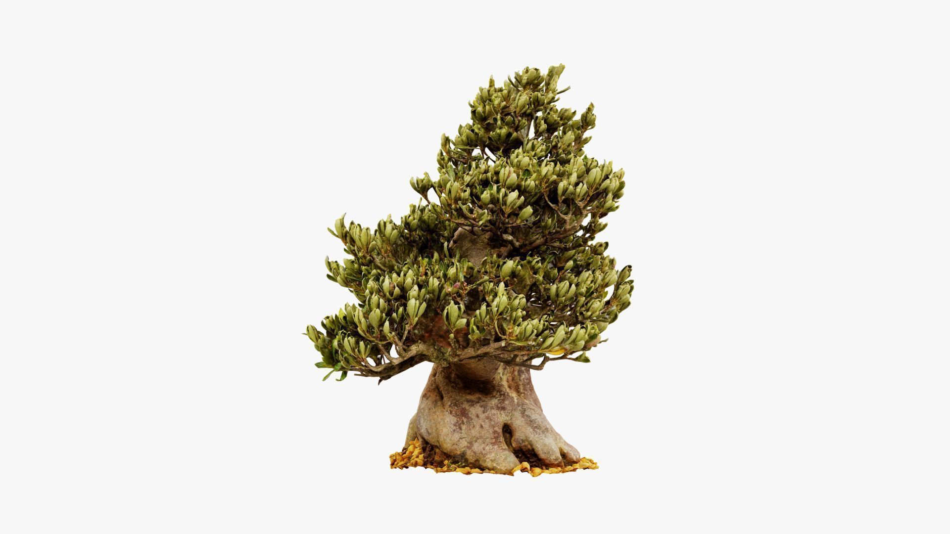 Enchanted Tree 5 3D model_9