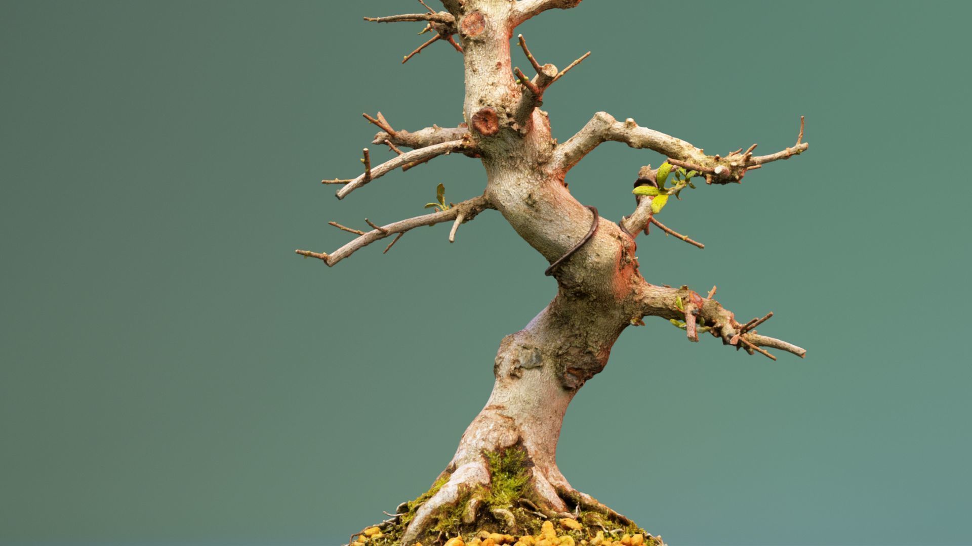 Enchanted Tree 2 3D model_2