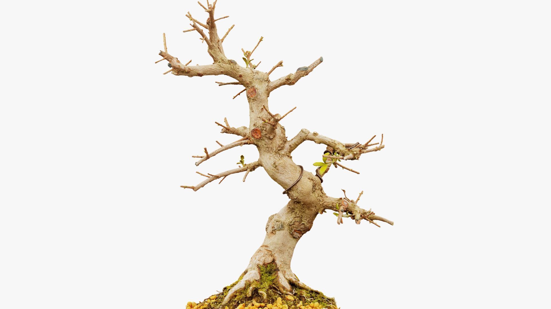 Enchanted Tree 2 3D model_6