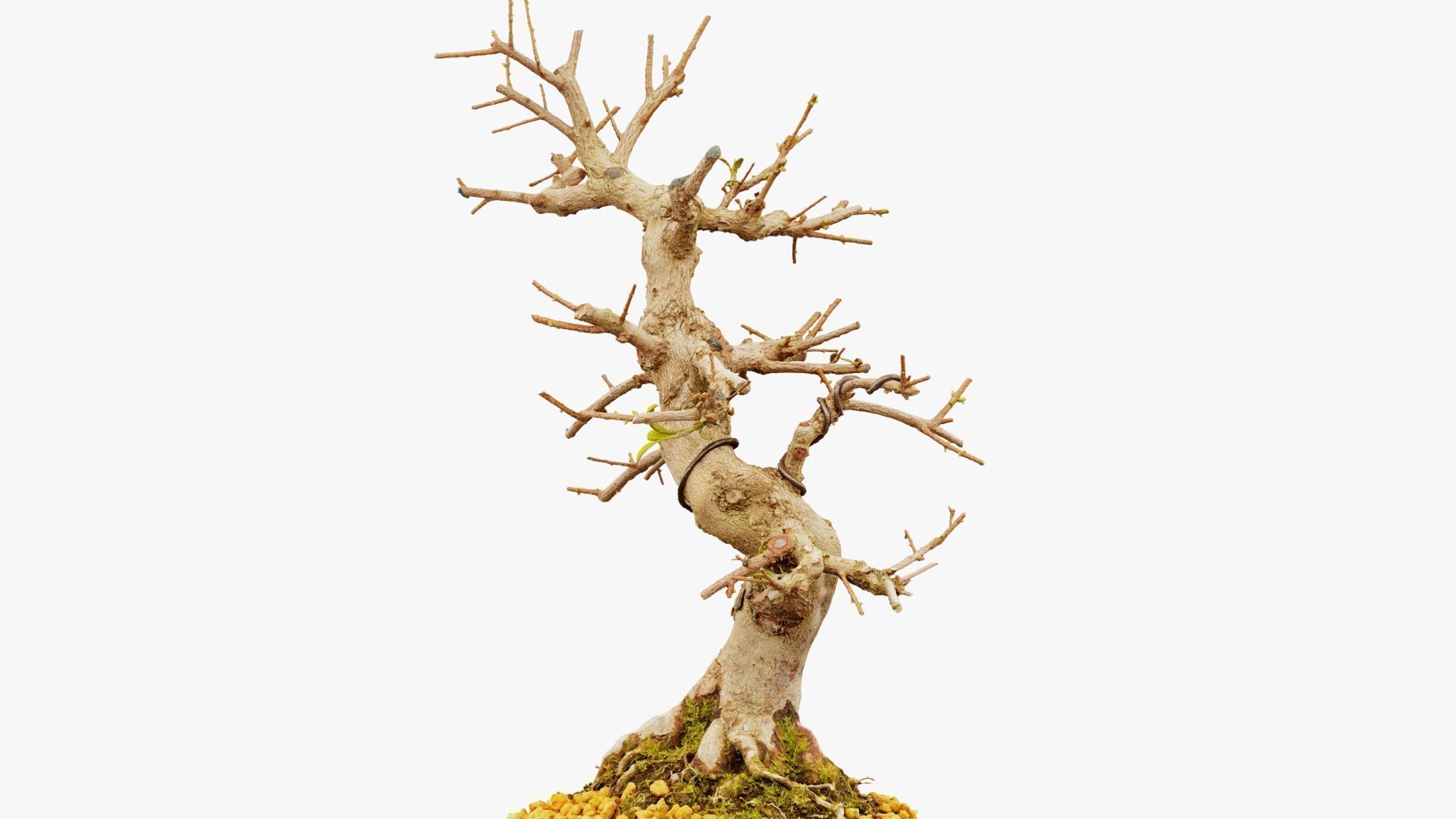 Enchanted Tree 2 3D model_16