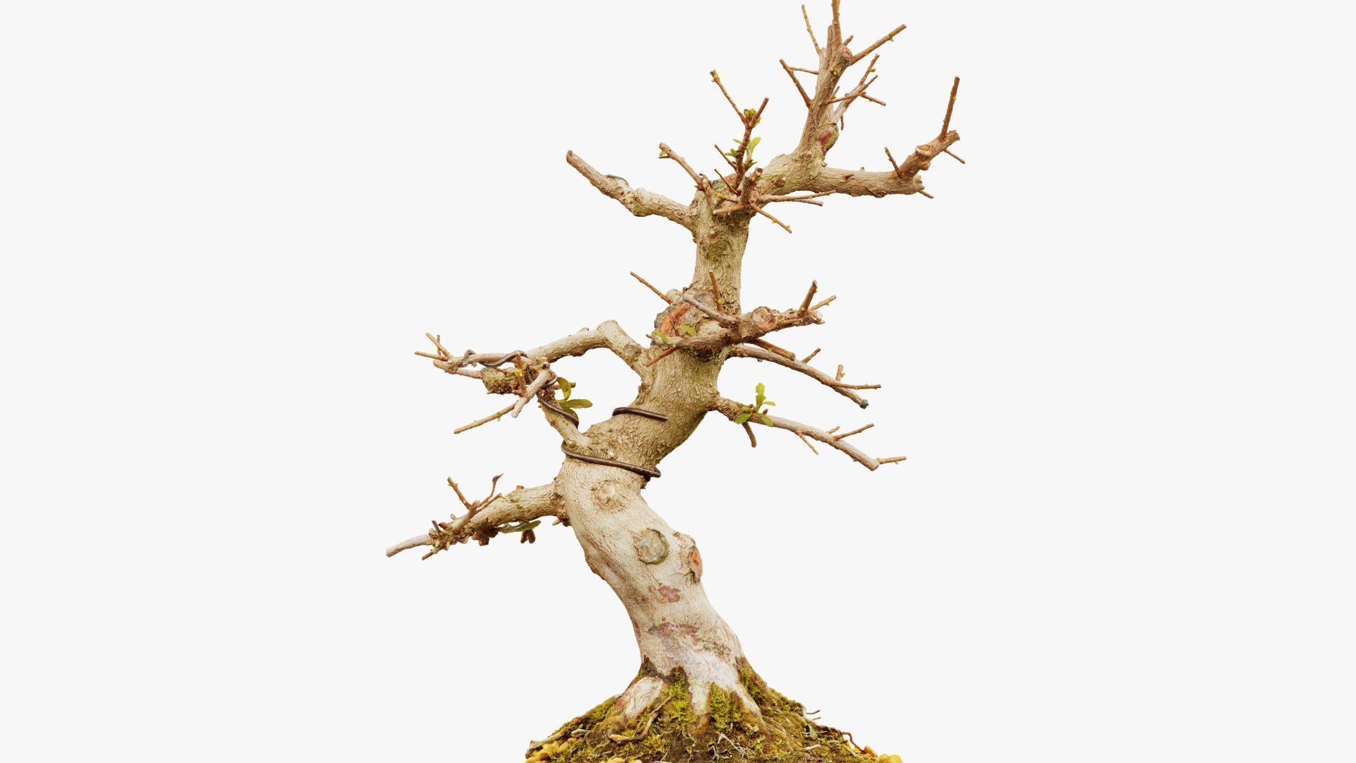 Enchanted Tree 2 3D model_12