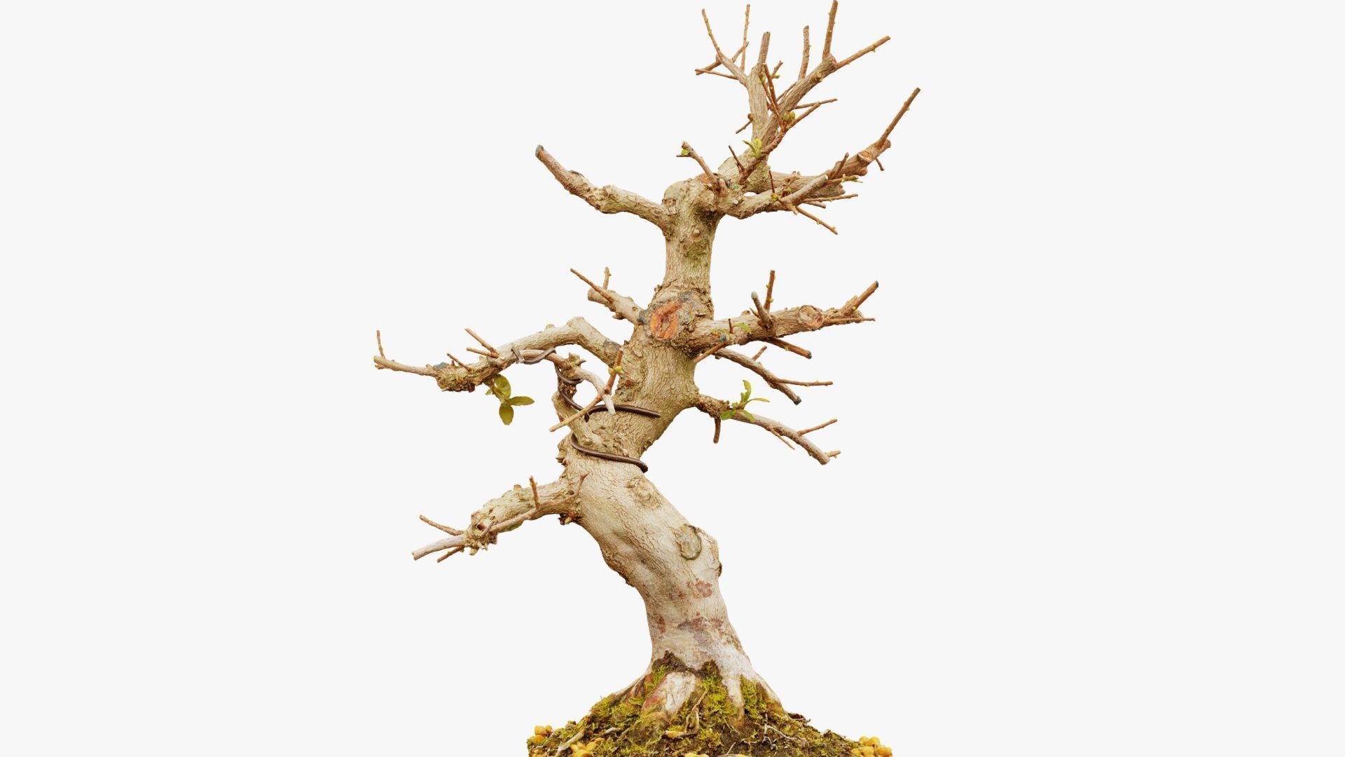 Enchanted Tree 2 3D model_13