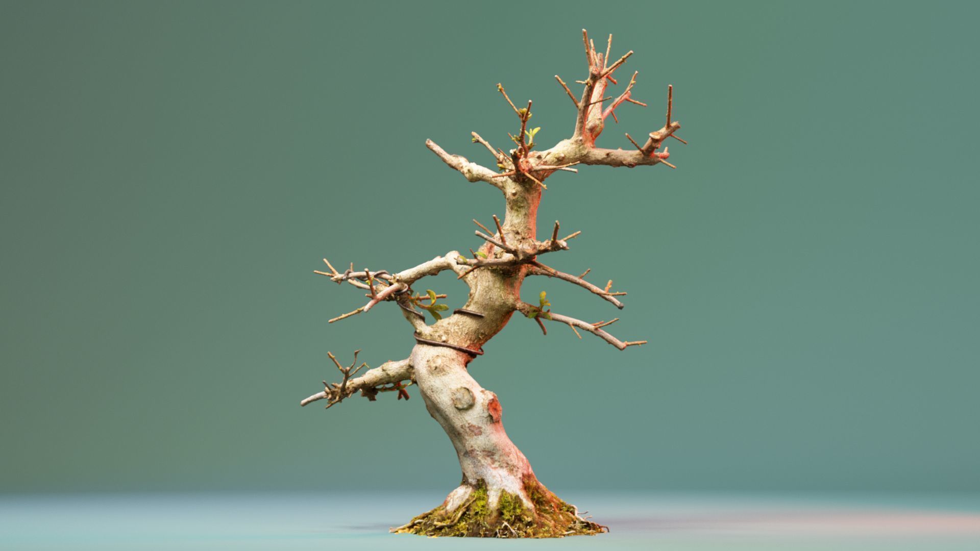 Enchanted Tree 2 3D model_4