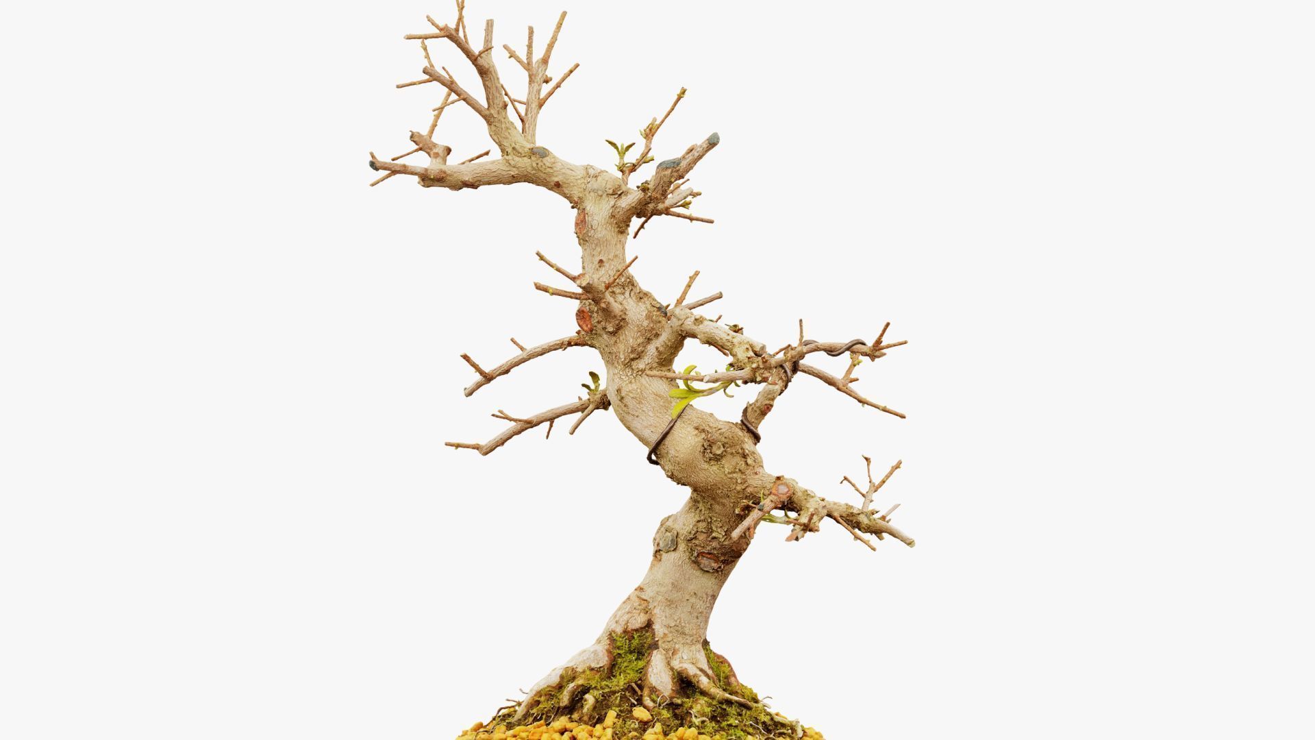 Enchanted Tree 2 3D model_17