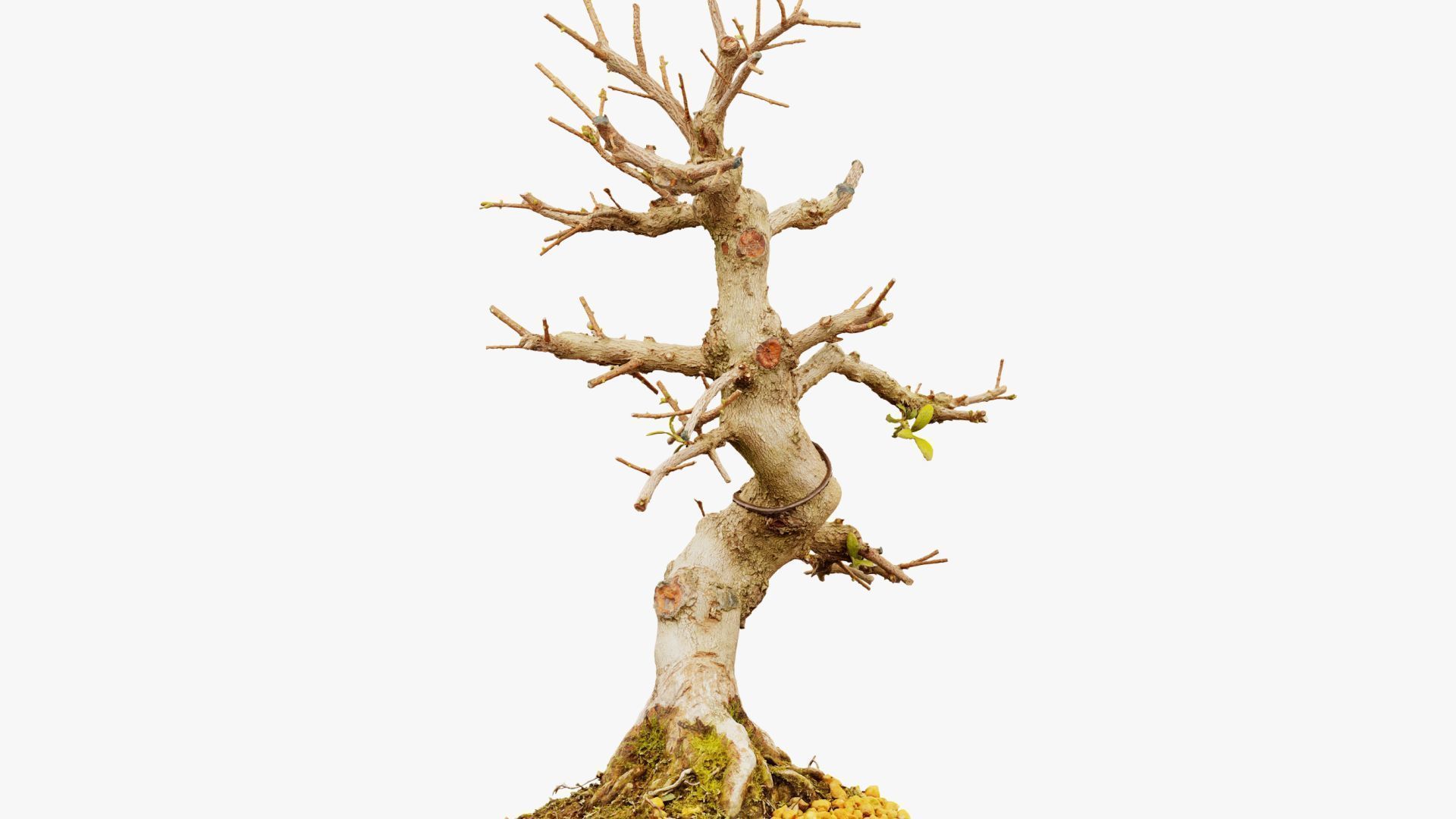 Enchanted Tree 2 3D model_8