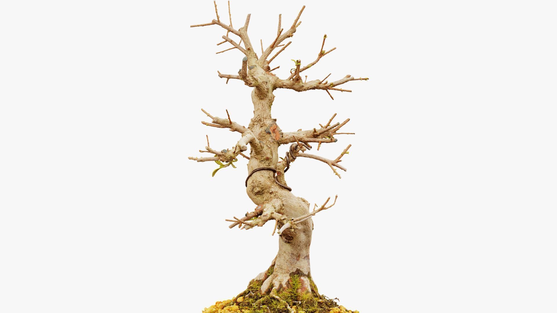 Enchanted Tree 2 3D model_15