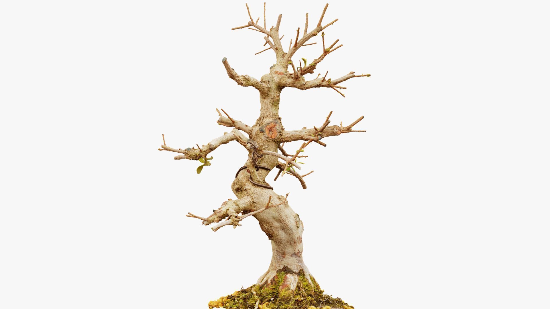 Enchanted Tree 2 3D model_14