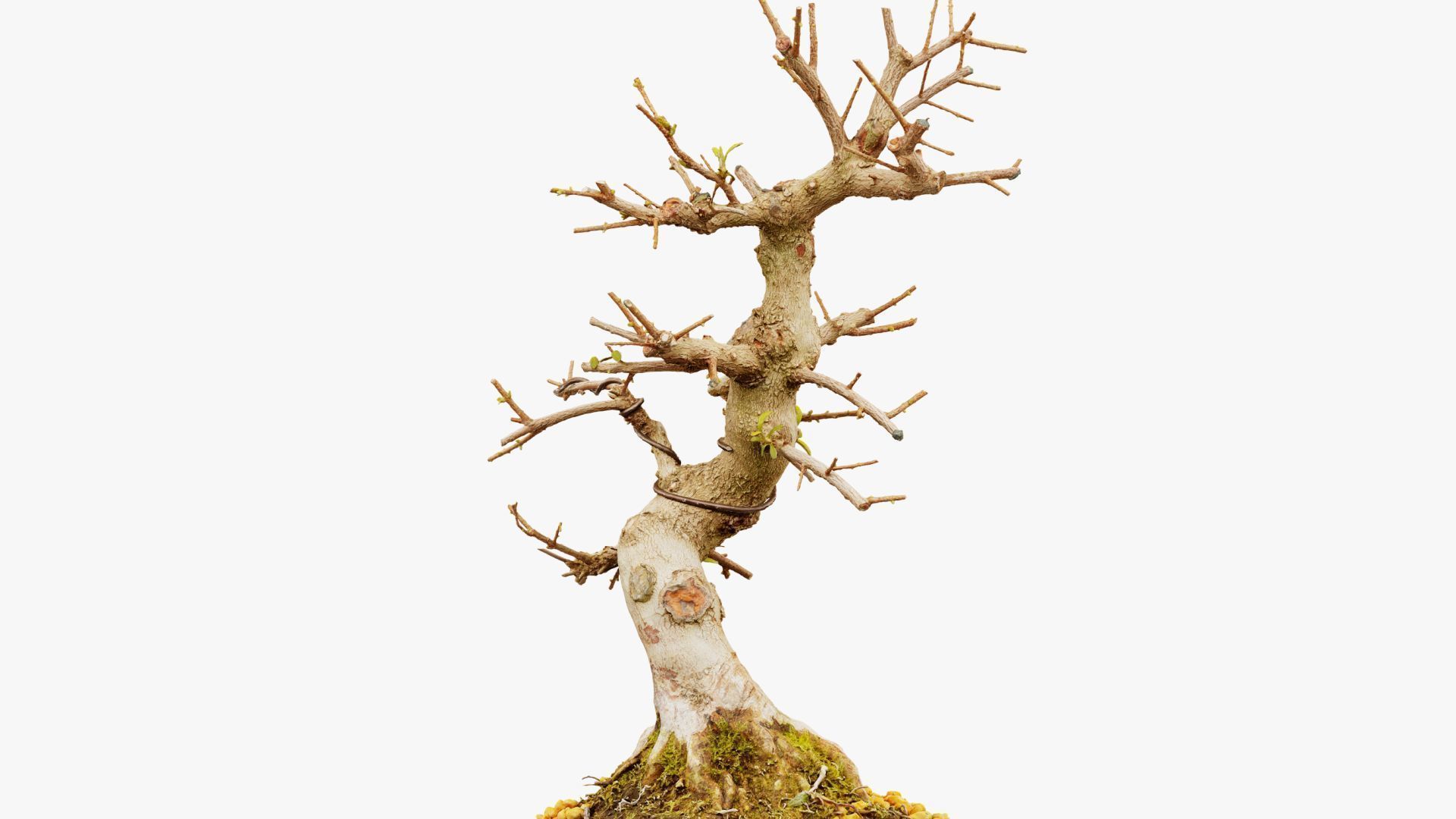 Enchanted Tree 2 3D model_10