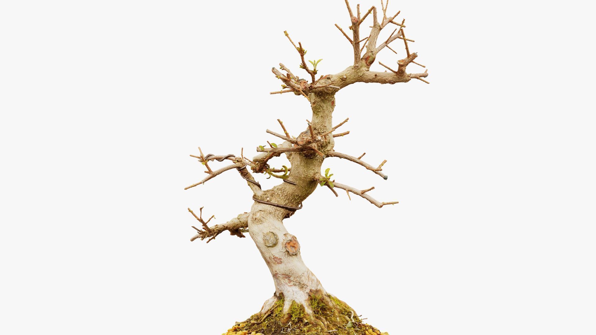 Enchanted Tree 2 3D model_11