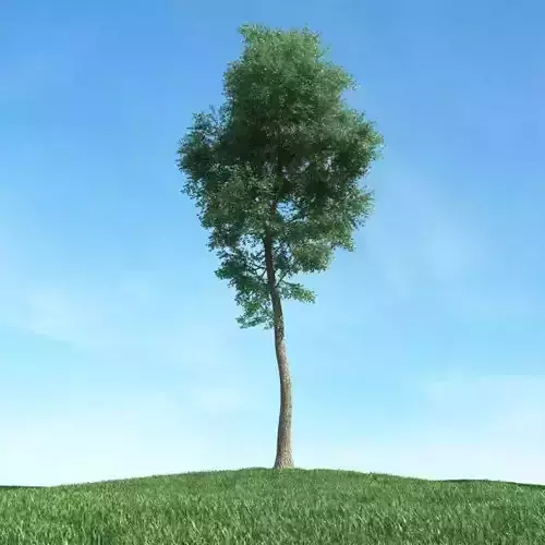 Green Thin Tree