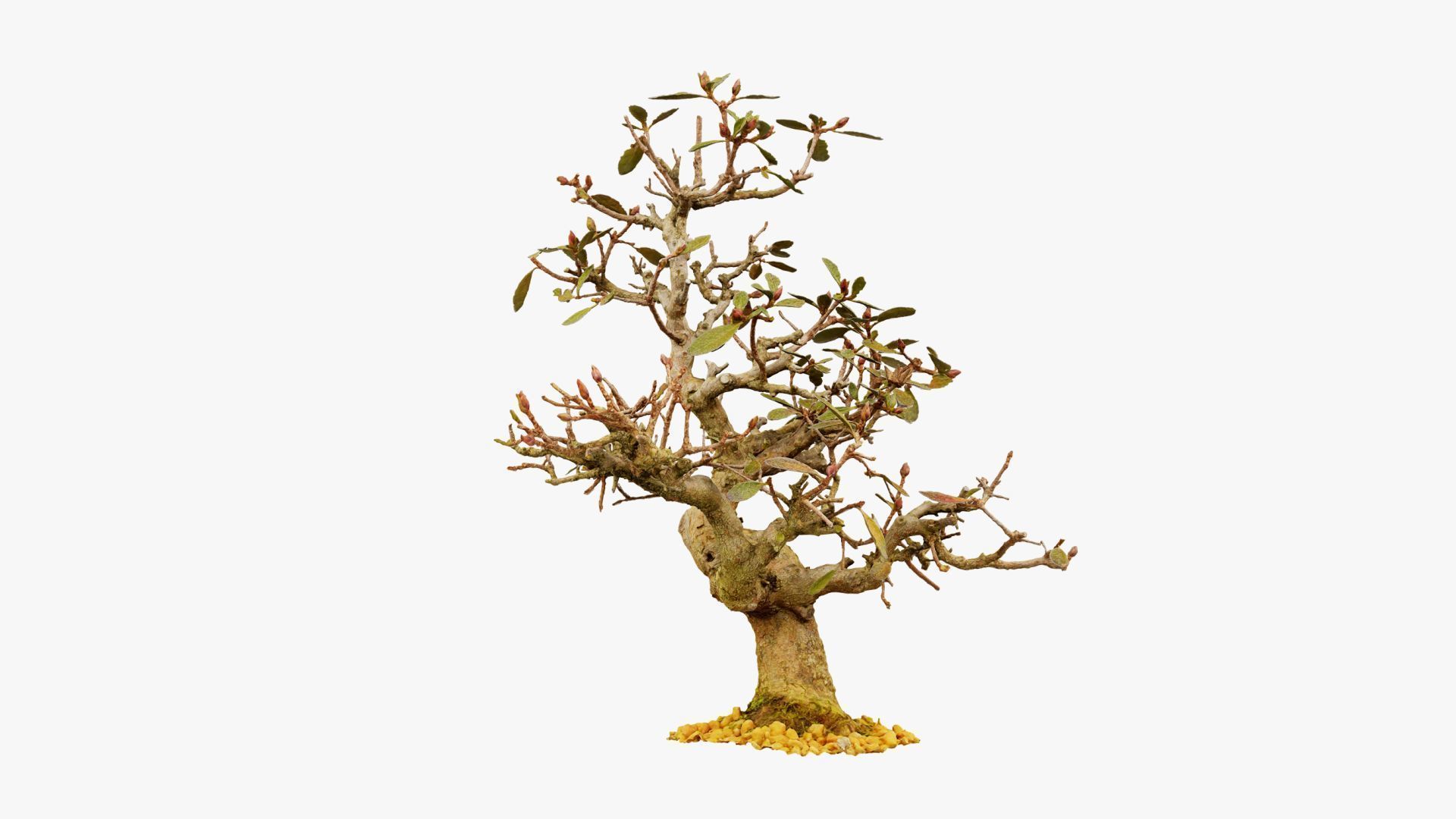 Enchanted Tree 16 3D model_14