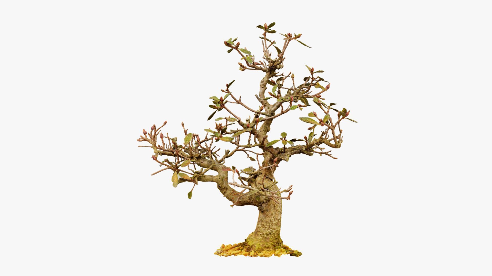 Enchanted Tree 16 3D model_11