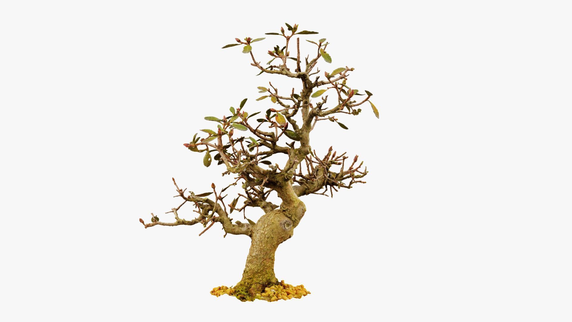 Enchanted Tree 16 3D model_8