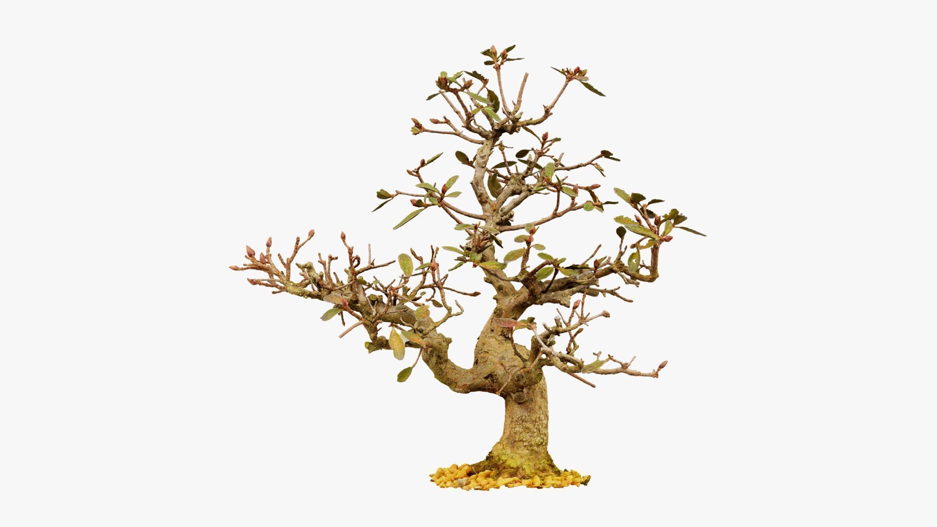 Enchanted Tree 16 3D model_12