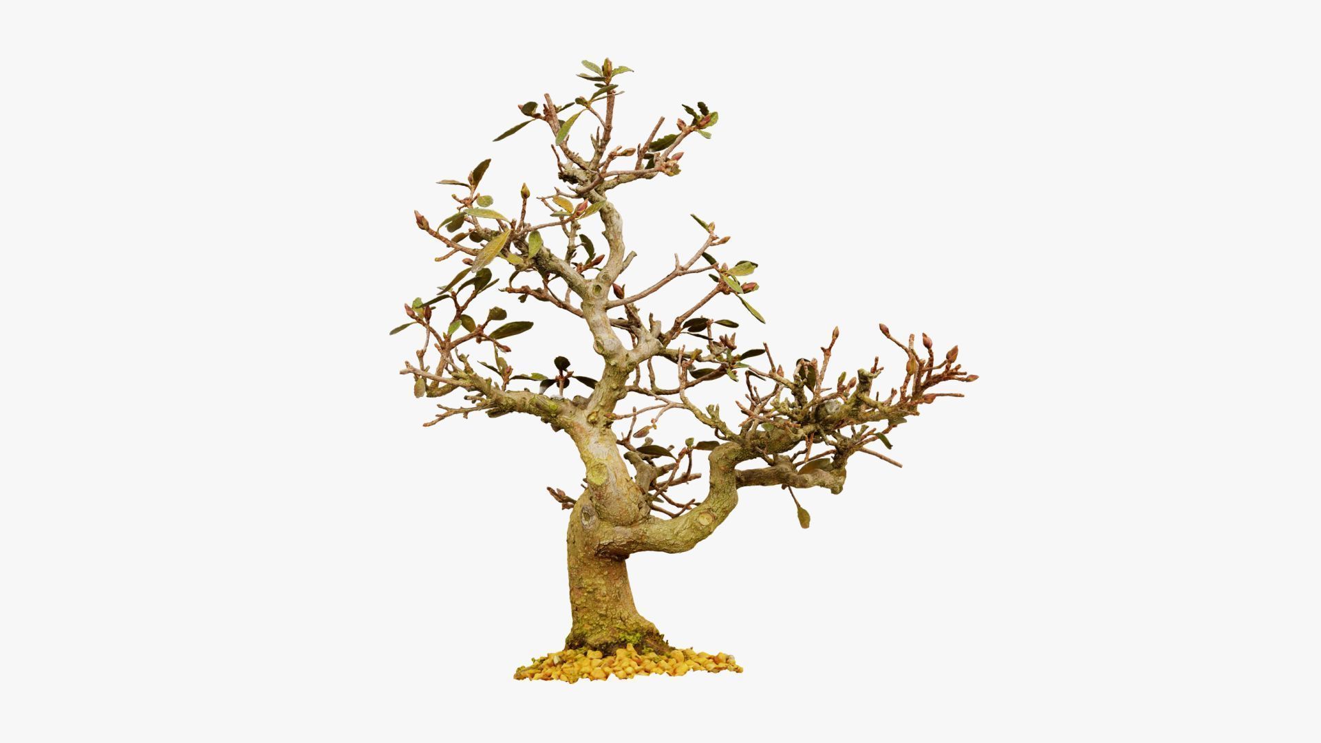 Enchanted Tree 16 3D model_17