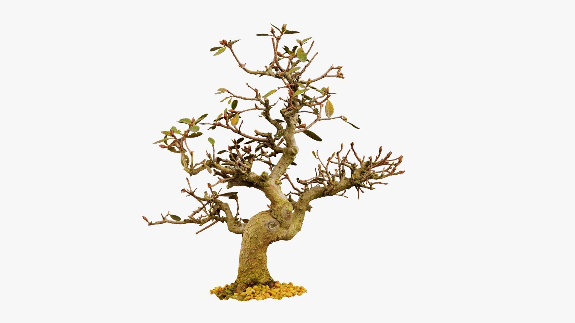 Enchanted Tree 16 3D model_7