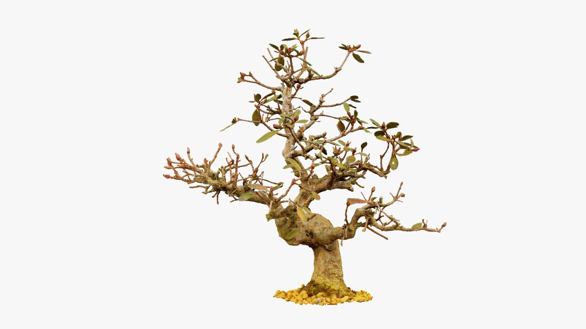 Enchanted Tree 16 3D model_13