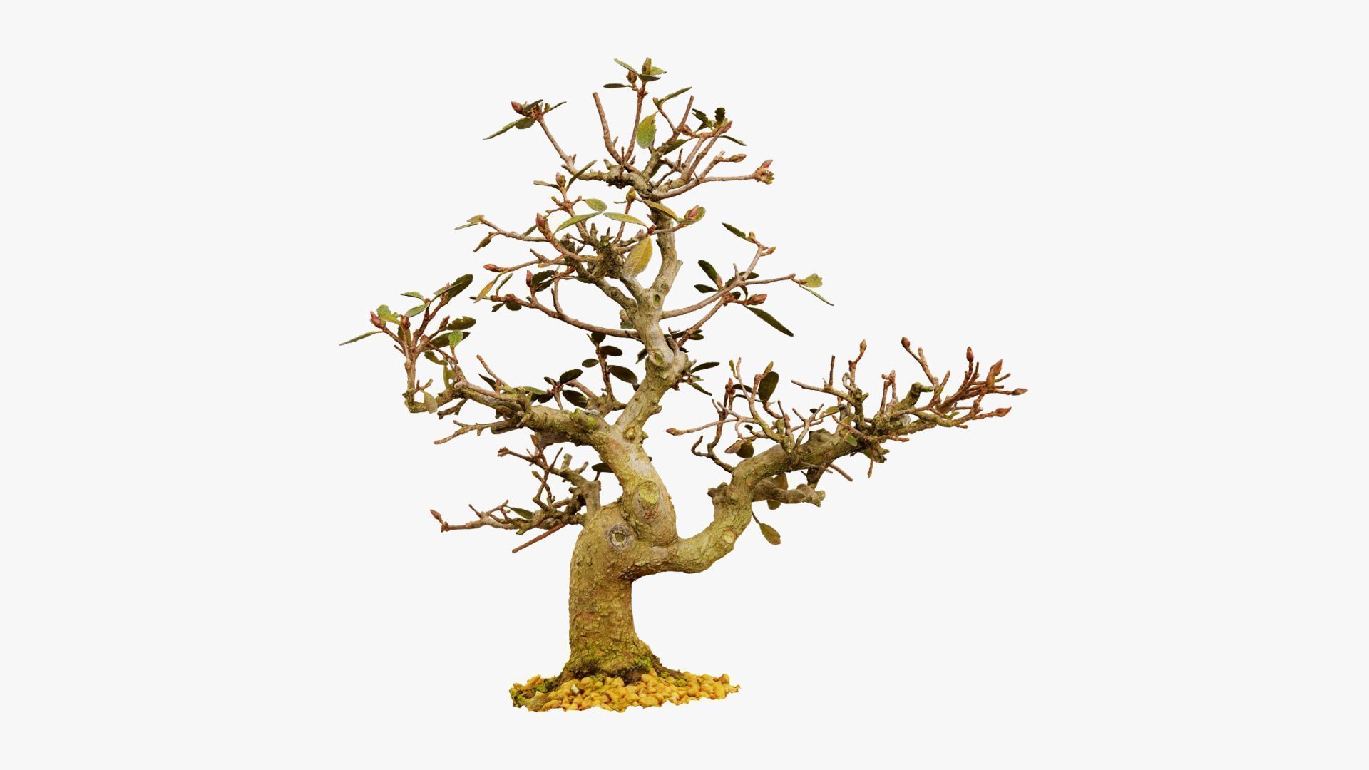 Enchanted Tree 16 3D model_6