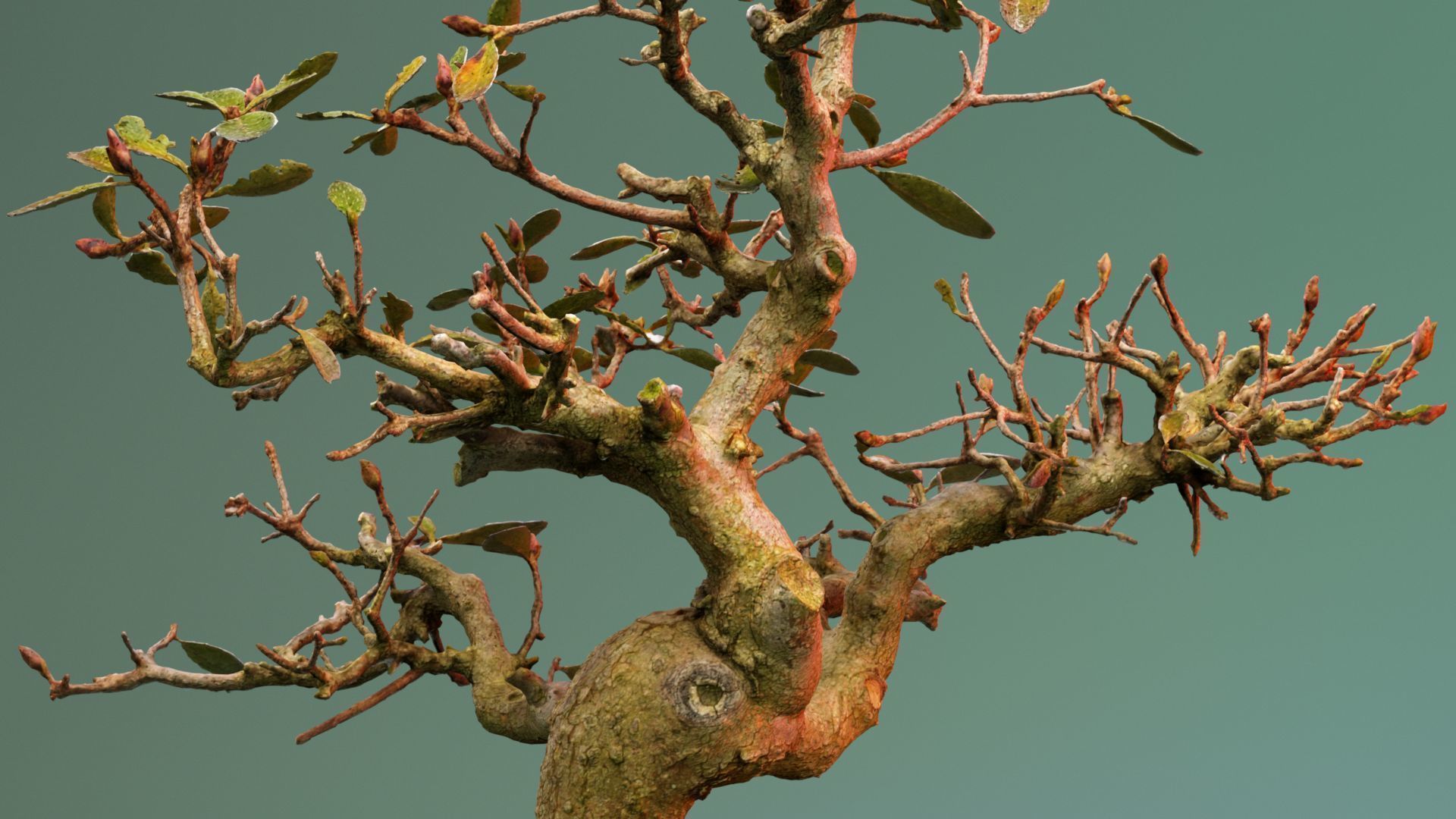 Enchanted Tree 16 3D model_2