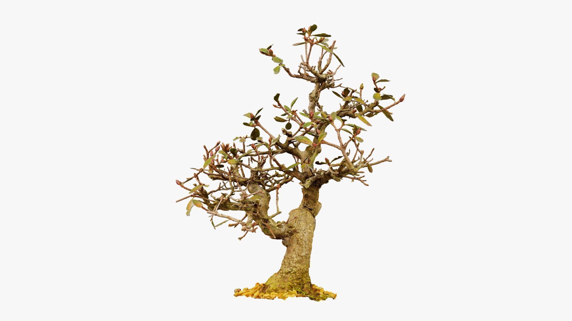 Enchanted Tree 16 3D model_10