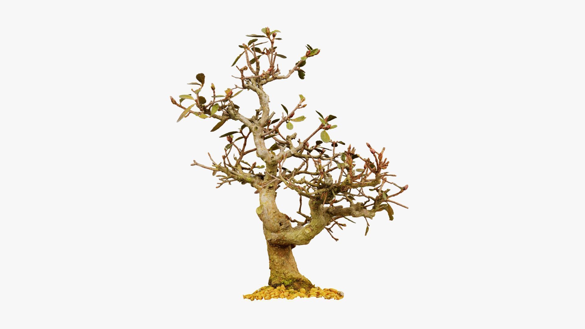 Enchanted Tree 16 3D model_16