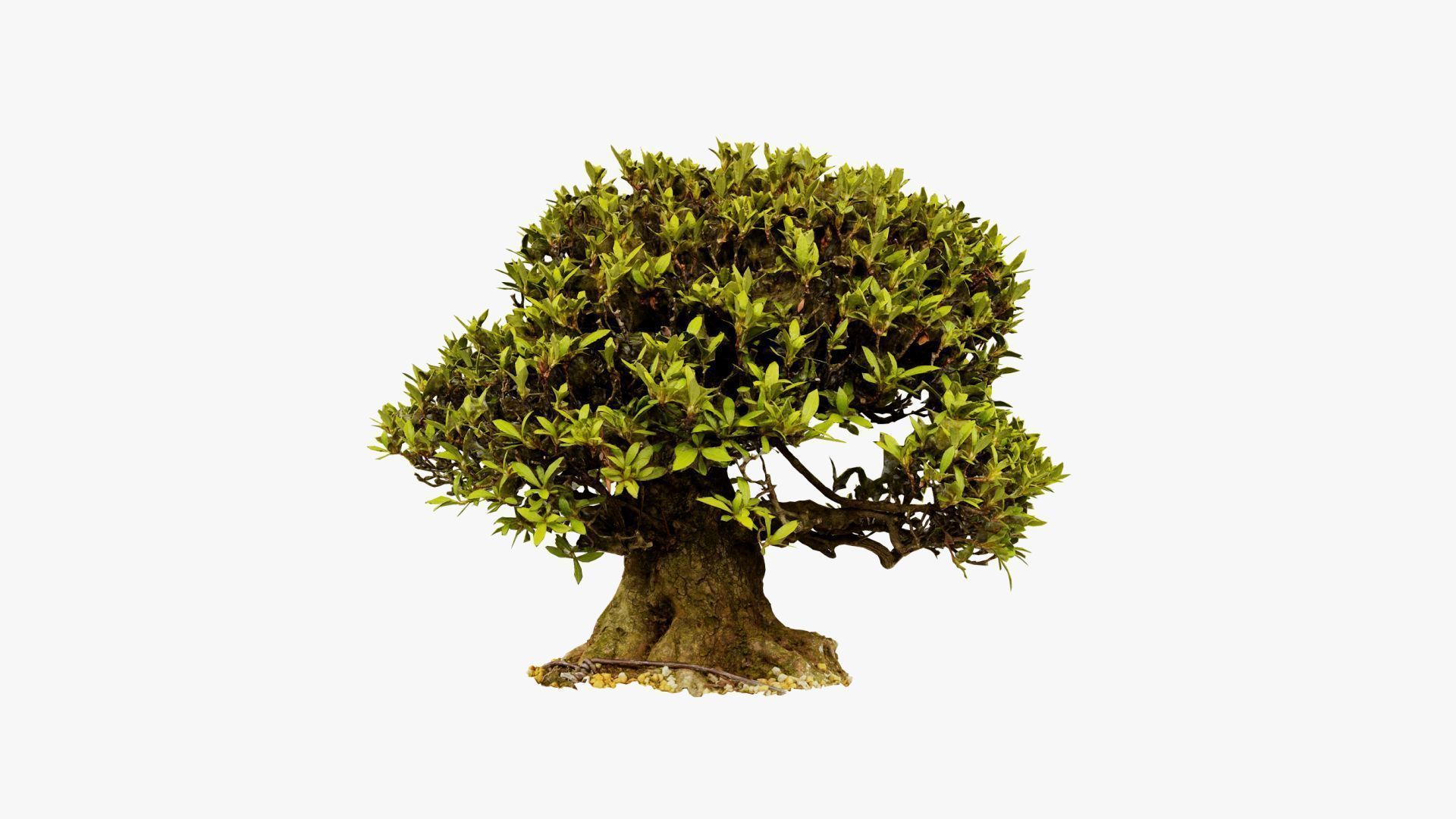 Enchanted Tree 10 3D model_11