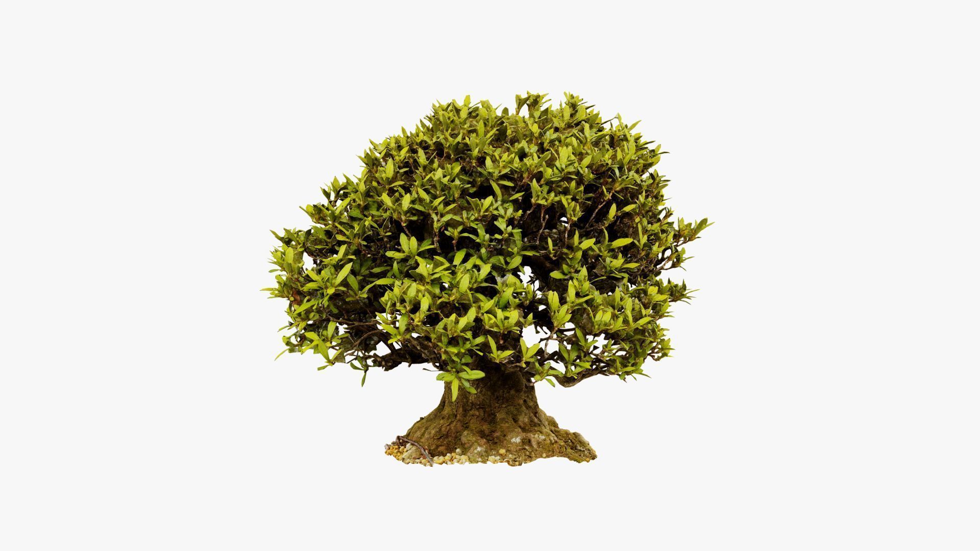 Enchanted Tree 10 3D model_9