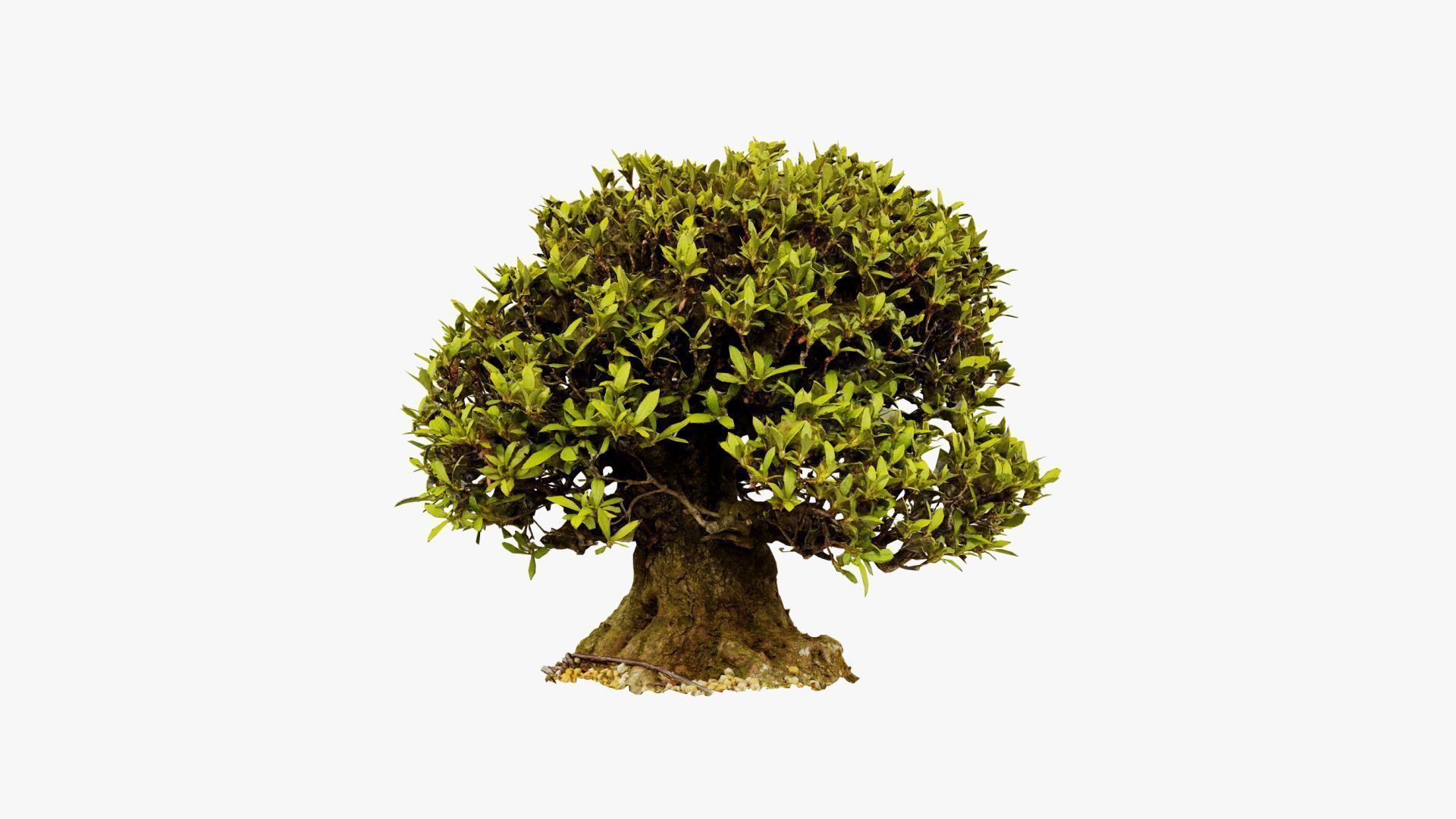 Enchanted Tree 10 3D model_10