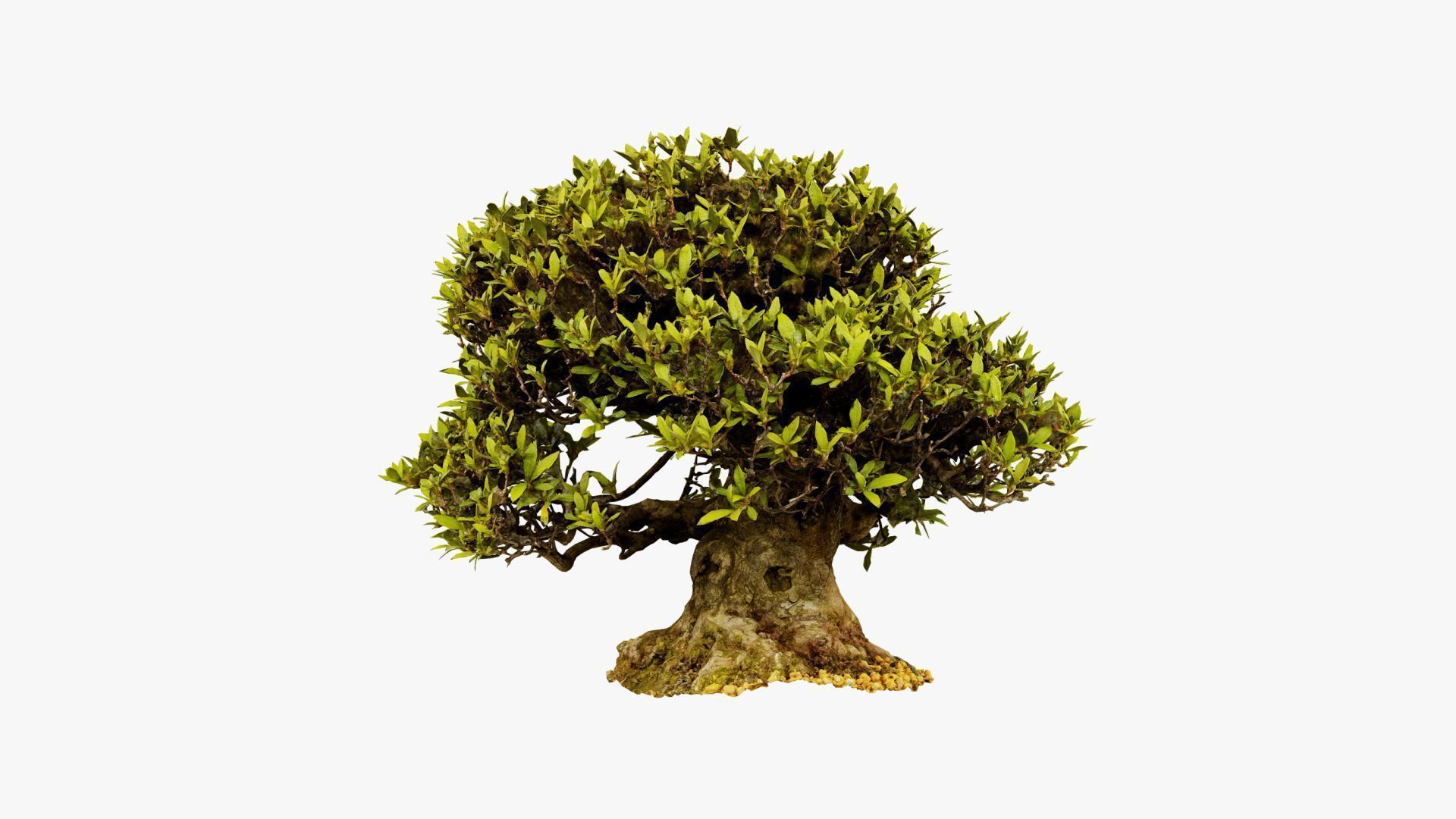 Enchanted Tree 10 3D model_17