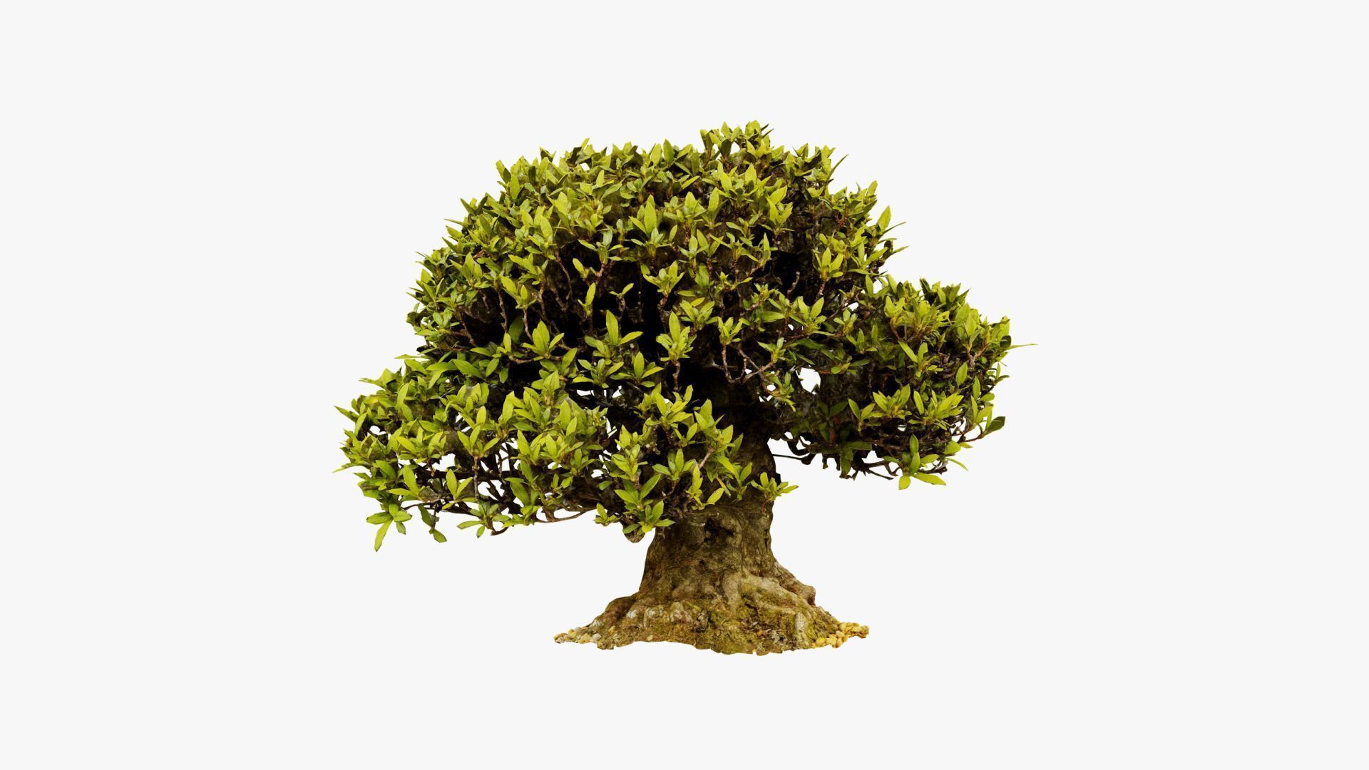 Enchanted Tree 10 3D model_7