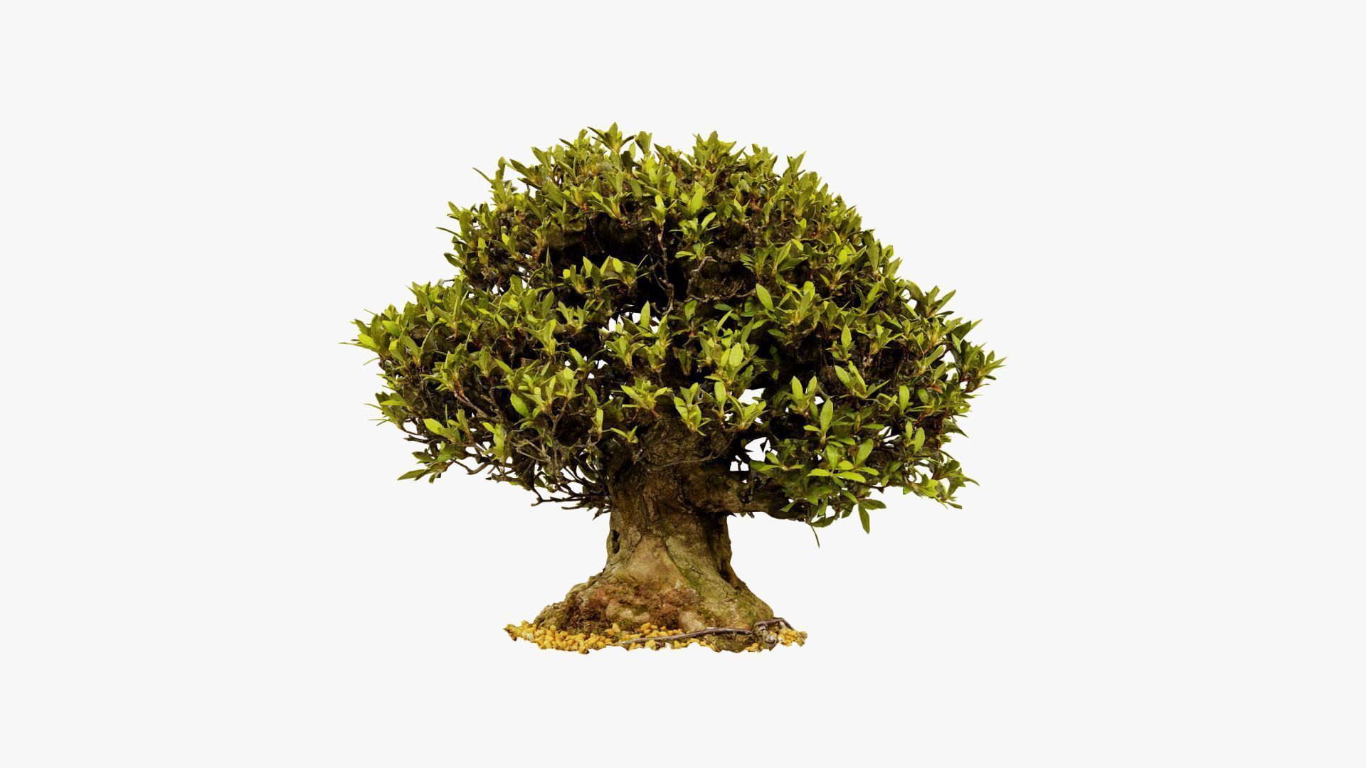 Enchanted Tree 10 3D model_14