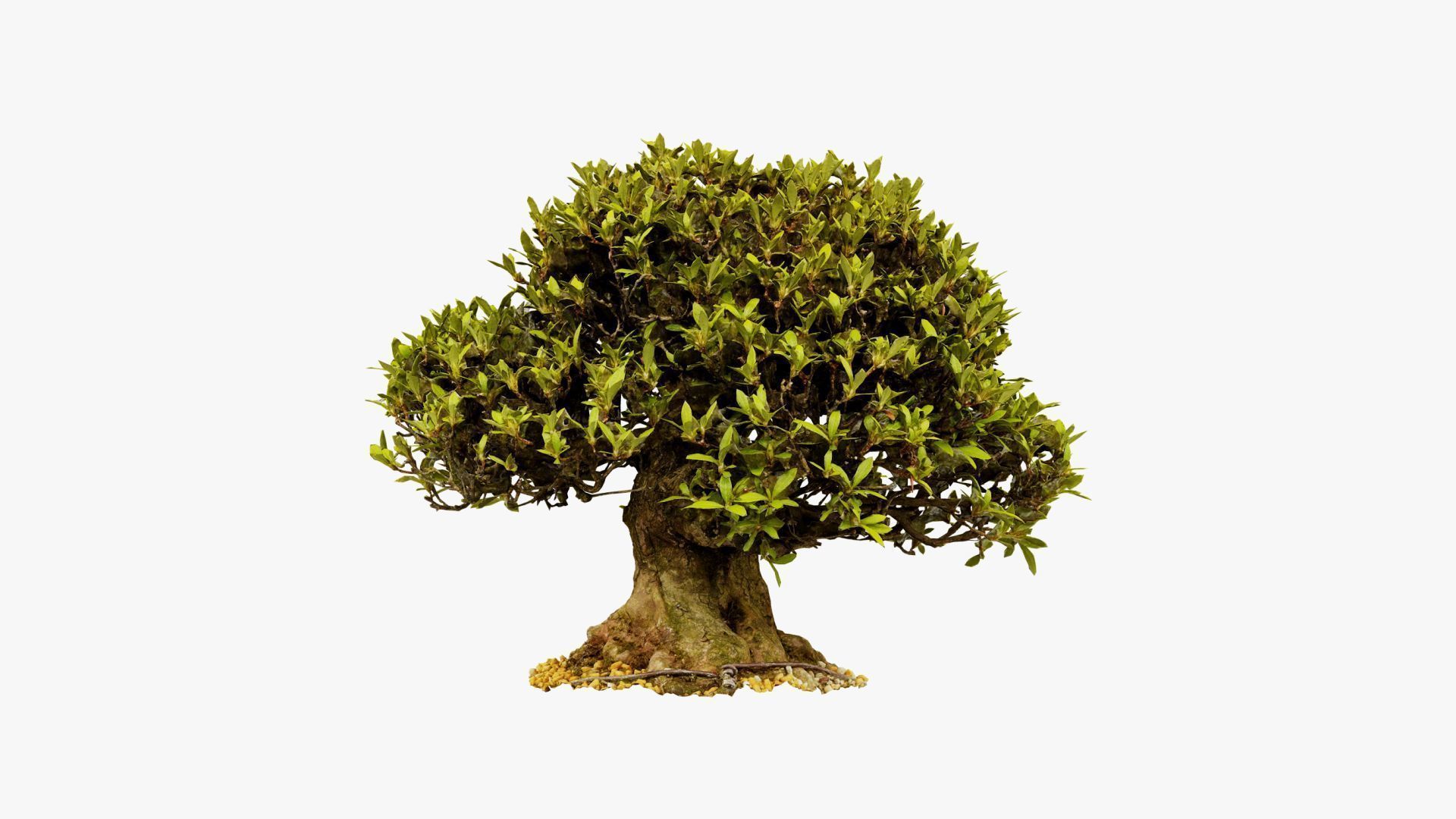 Enchanted Tree 10 3D model_13