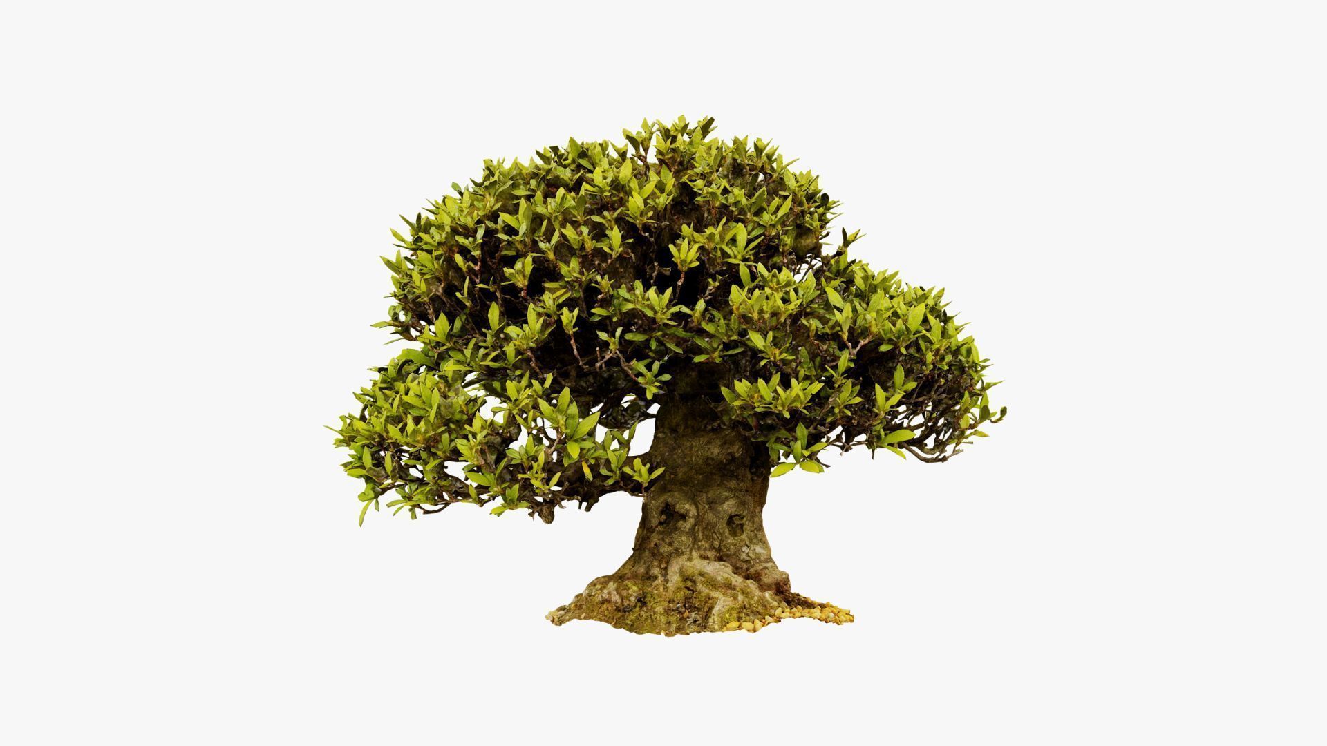 Enchanted Tree 10 3D model_6