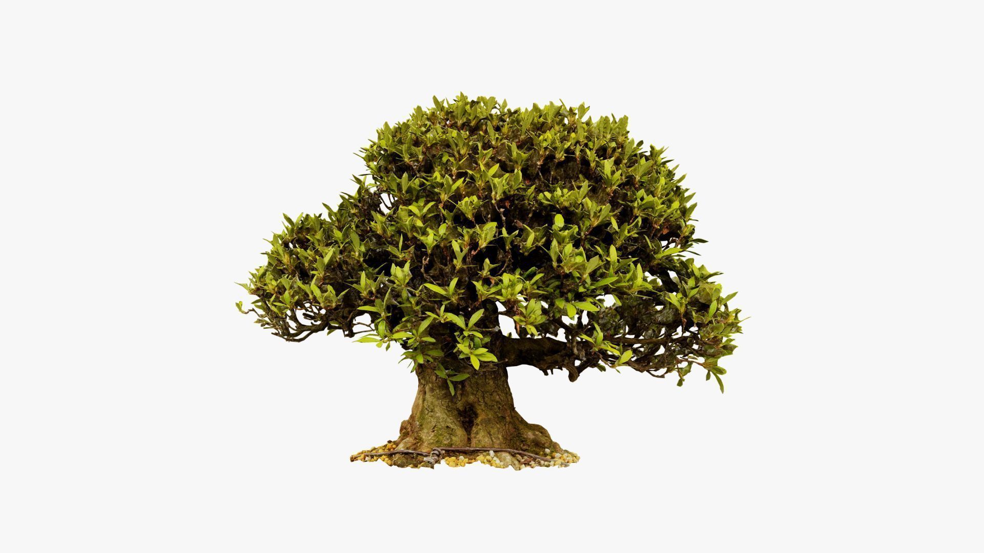 Enchanted Tree 10 3D model_12