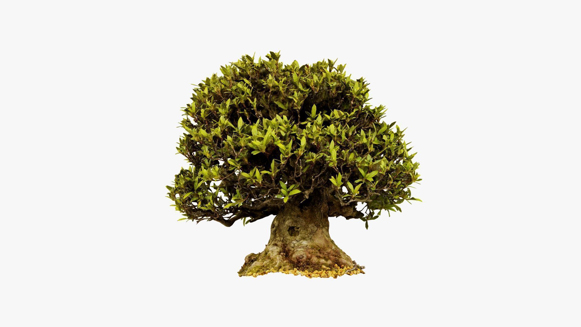 Enchanted Tree 10 3D model_16