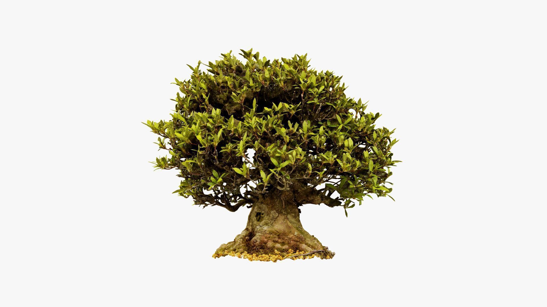 Enchanted Tree 10 3D model_15