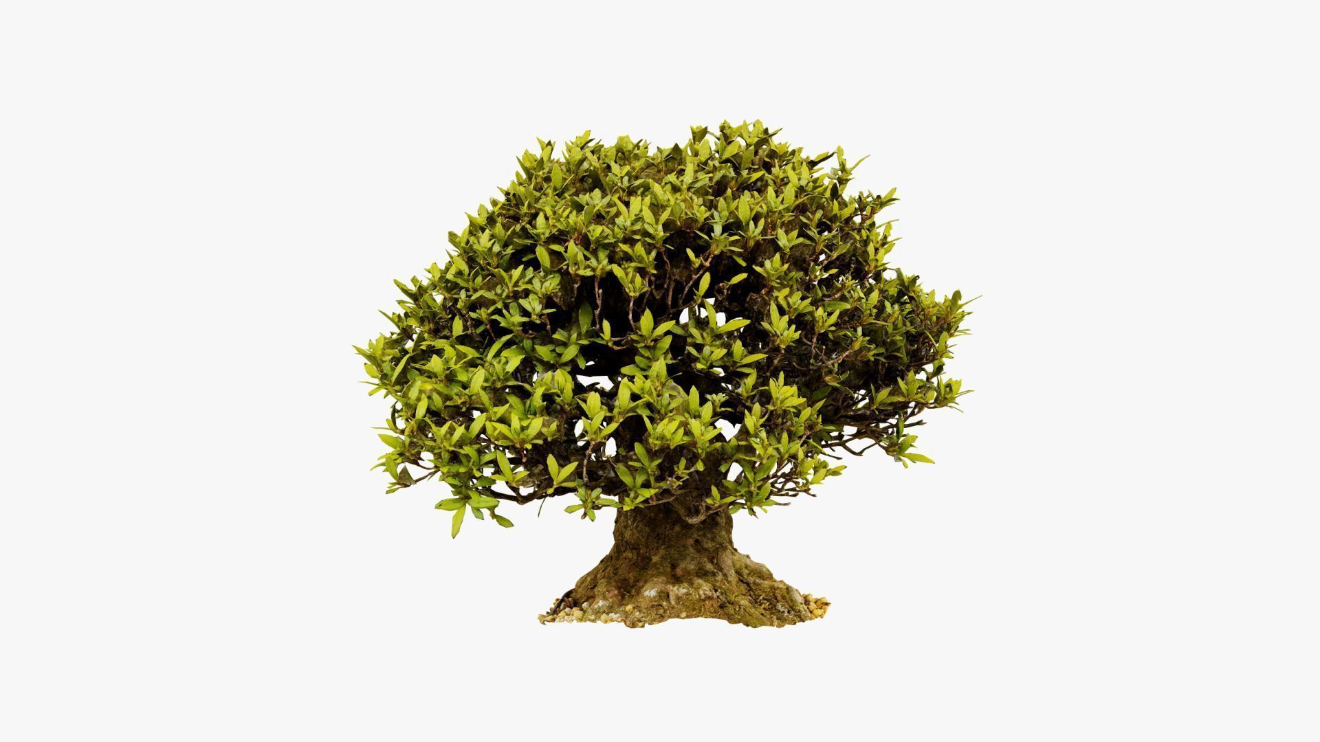 Enchanted Tree 10 3D model_8