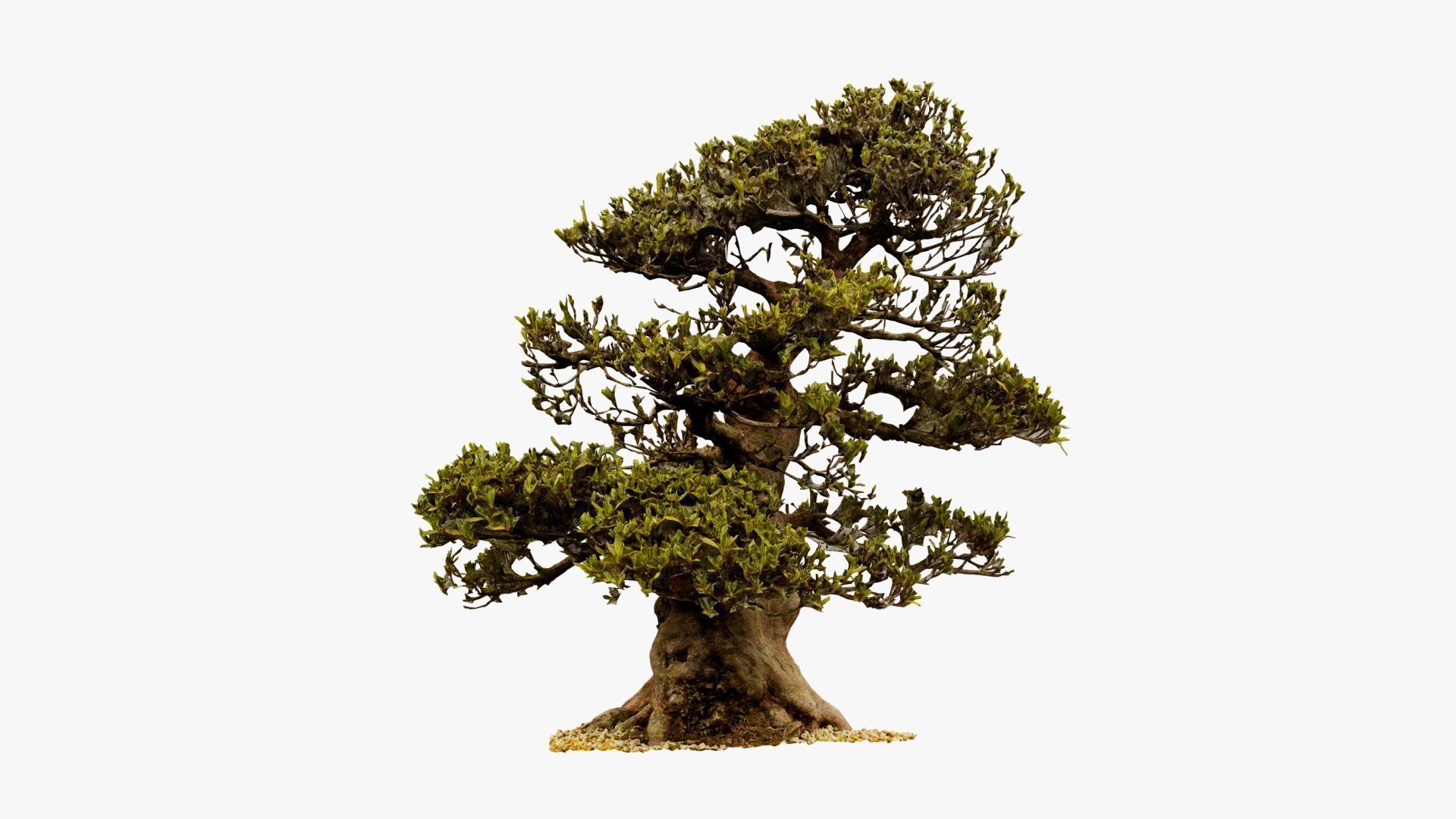 Enchanted Big Tree 4 3D model_8
