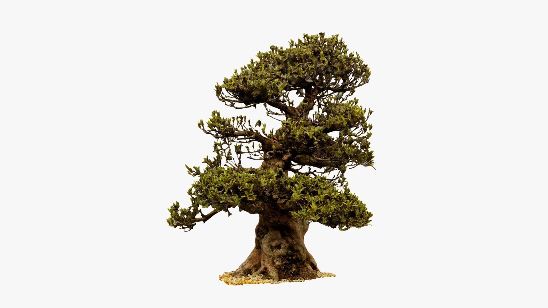 Enchanted Big Tree 4 3D model_9