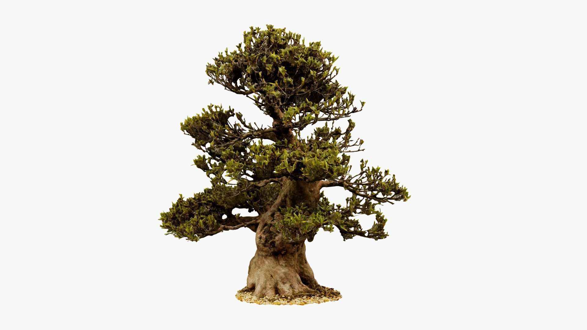 Enchanted Big Tree 4 3D model_16