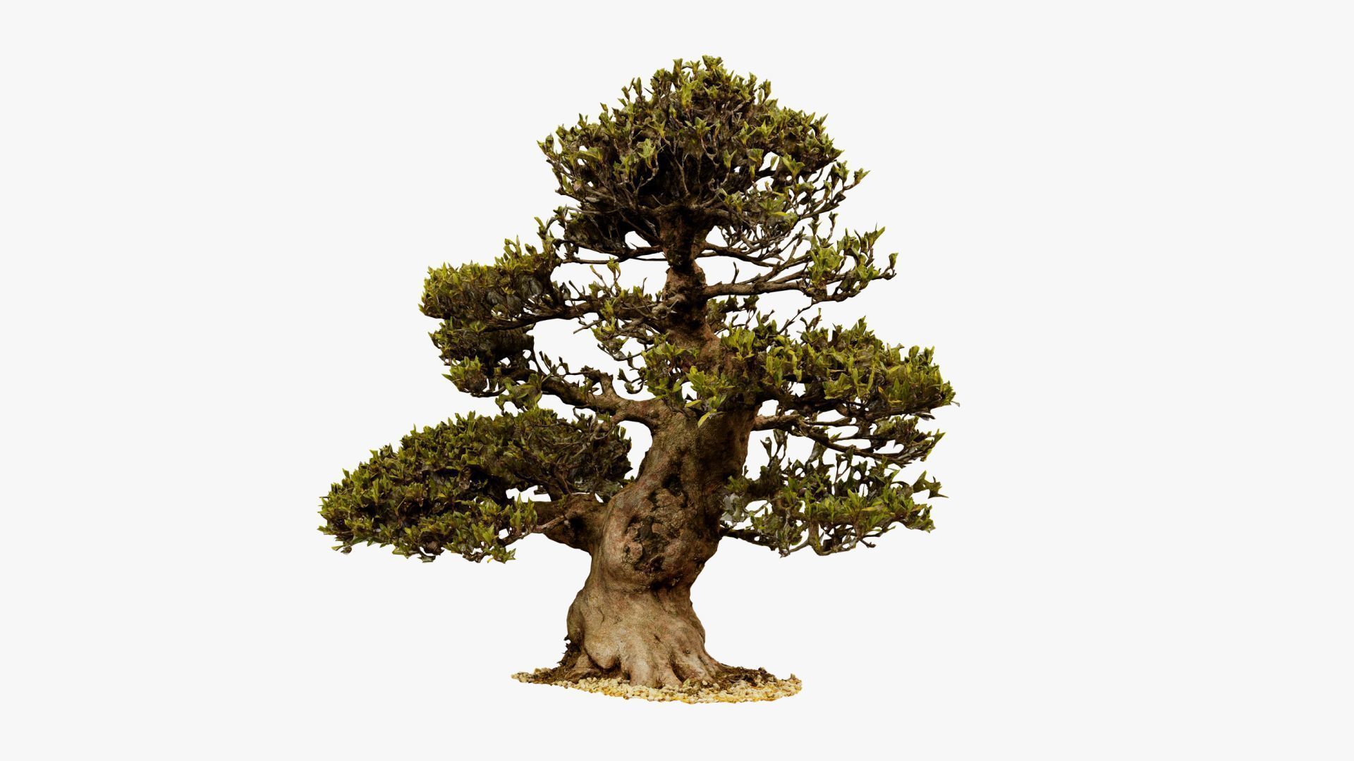 Enchanted Big Tree 4 3D model_17