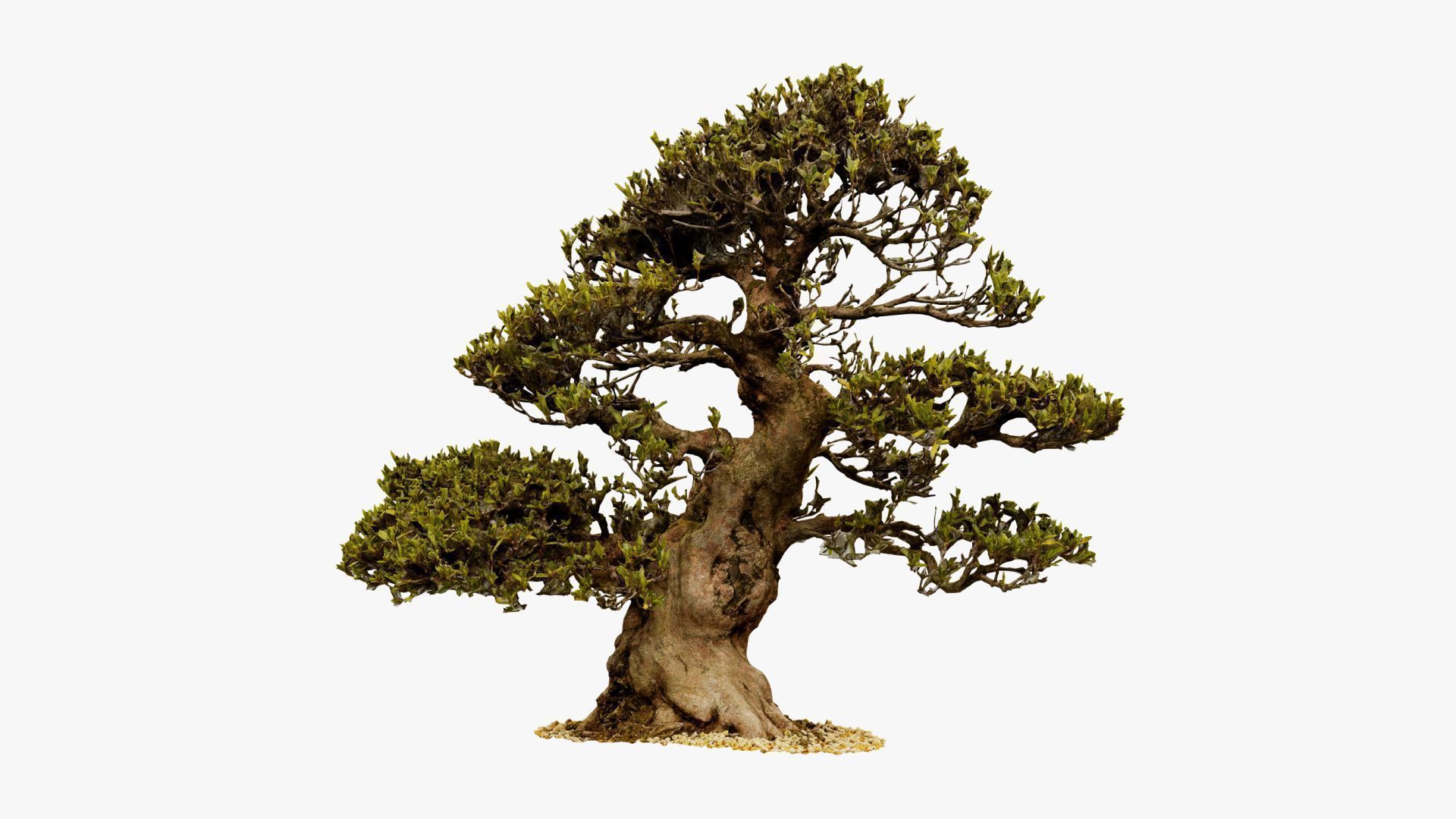 Enchanted Big Tree 4 3D model_6
